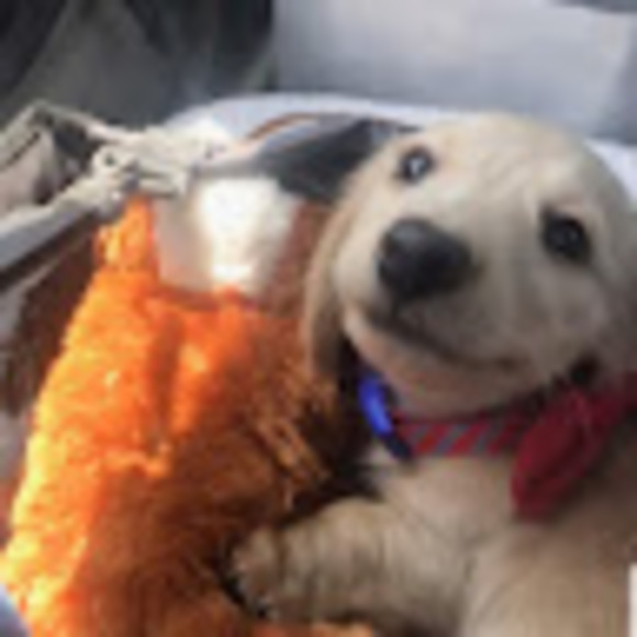 Meet your Posher, Riley - Picture 1 of 1